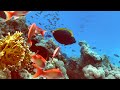 Коралловые сады Красного моря  Panasonic 4K HC-X1500+iPhone 12 mini+Waterproof Case Housing Diving