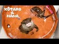 カワウソコタローとハナ　新しいプールで大はしゃぎ！水中トルネードを覚えたハナ　Otter Kotaro&Hana Spinning In The Pool