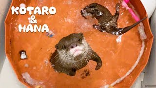 カワウソコタローとハナ　新しいプールで大はしゃぎ！水中トルネードを覚えたハナ　Otter Kotaro&Hana Spinning In The Pool
