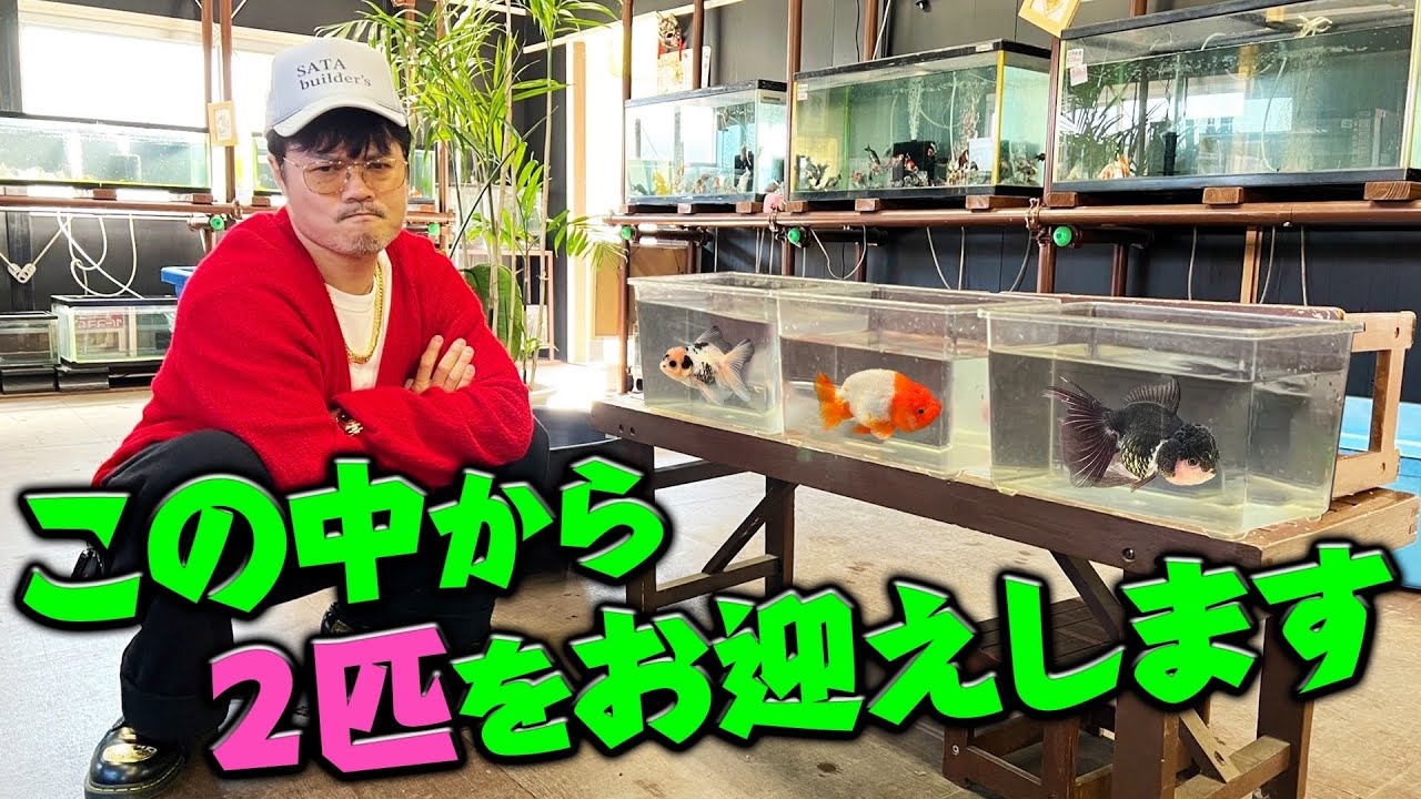 一旦閉店の金魚屋あいこで最後の出会いに悩む総長