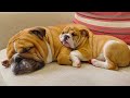 ENGLISH BULLDOG| Cutest video compilation about English Bulldogs # 01 | 2020| Animal Lovers