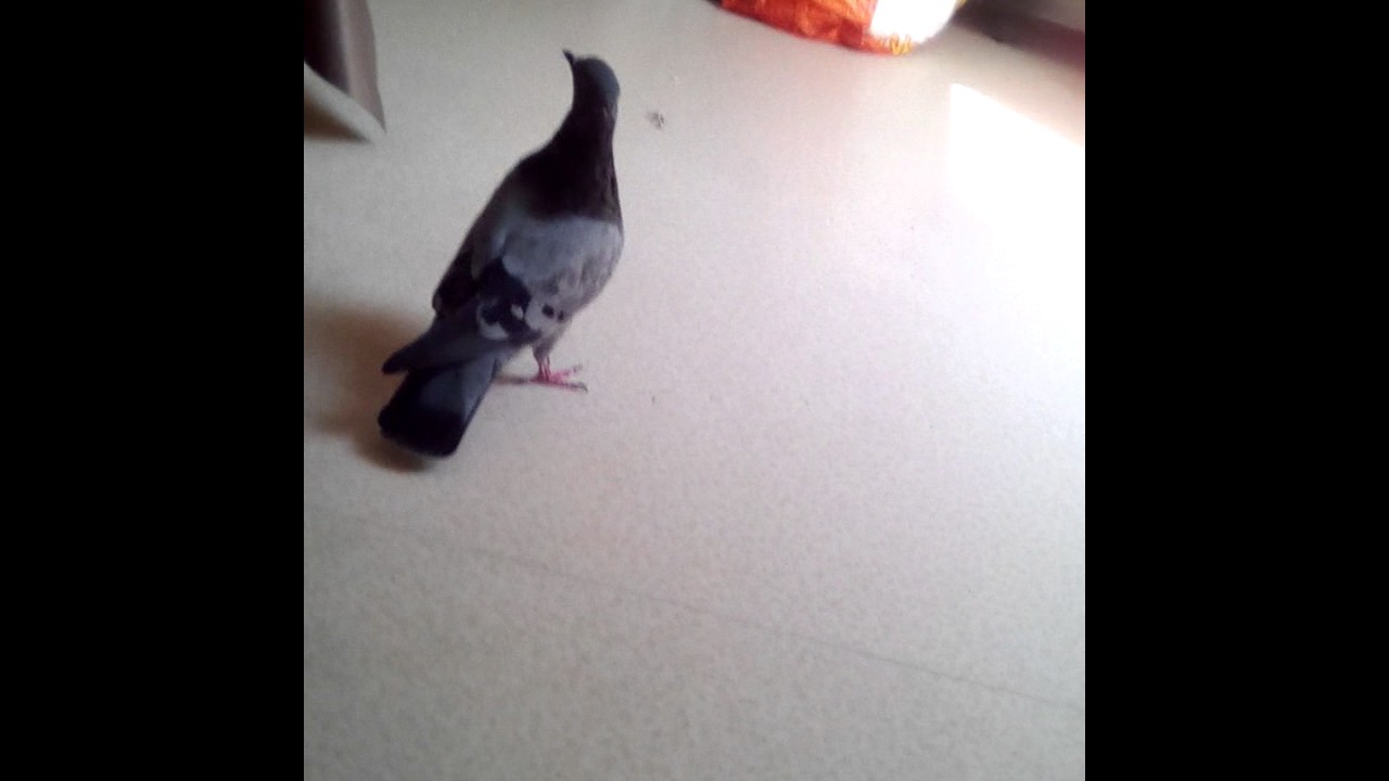Un pigeon qui défend sa femelle