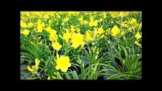 Best Perennials, Hemerocallis Happy Returns (Daylily)