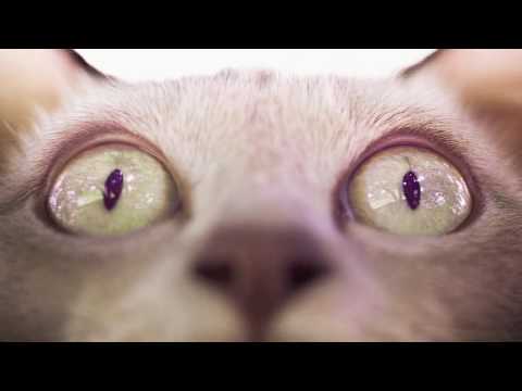 RAU DEF "Franklyn Zoo" (Unreleased)