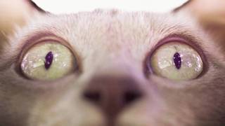 RAU DEF "Franklyn Zoo" (Unreleased)