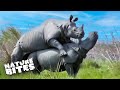 Captivating Rhino Encounters: Curious Moments Up Close | Nature Bites