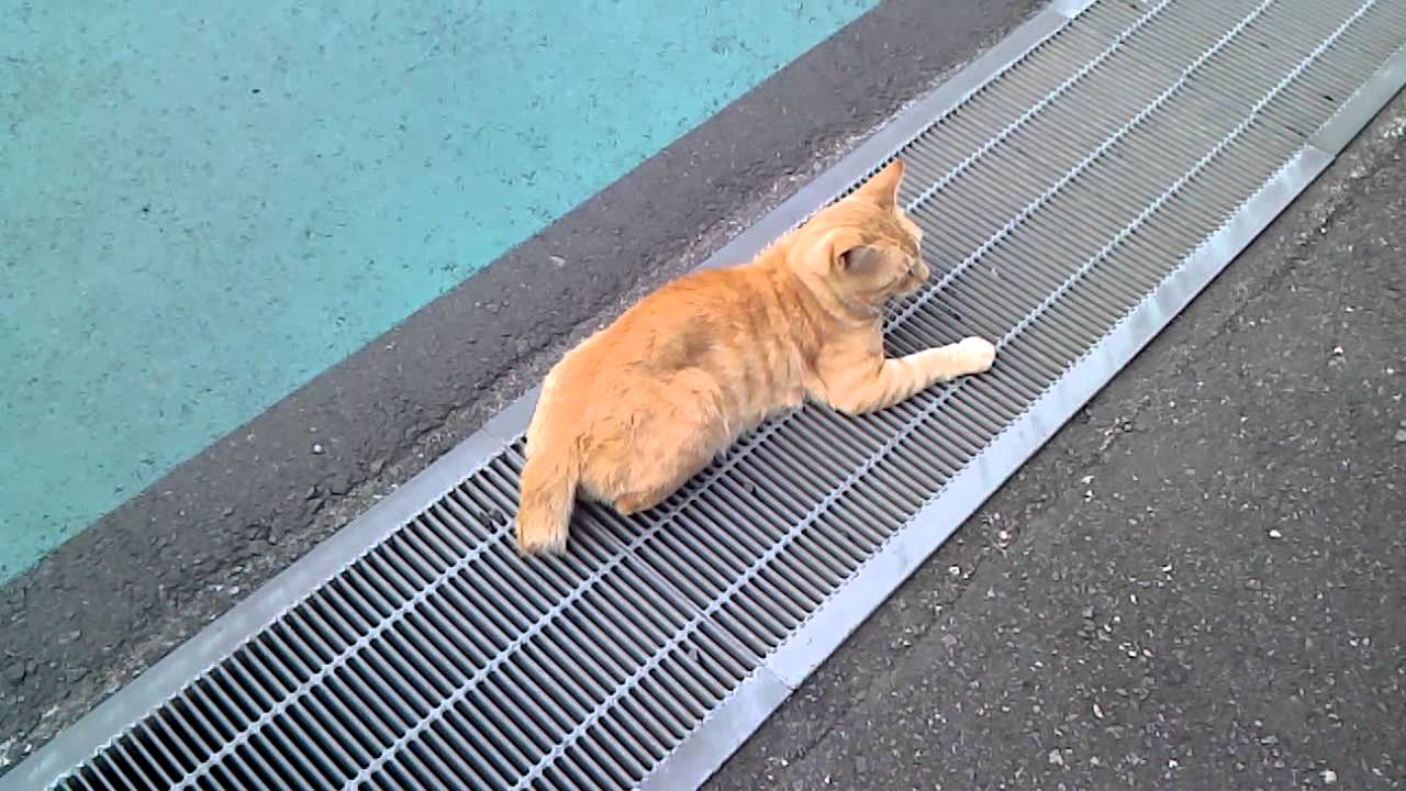 交通量の多い道路の脇に寝そべる猫 Youtube