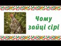 Чому зайці сірі. Аудіоказка. Казка для дітей, прочитана українською мовою.