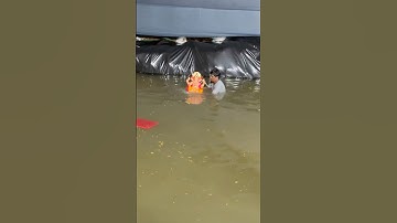 Ganpati Visarjan 2025 #mumbai #mumbai #lalbaughcharaja  #ganpatibappamorya #ganeshchaturthi #ganesh