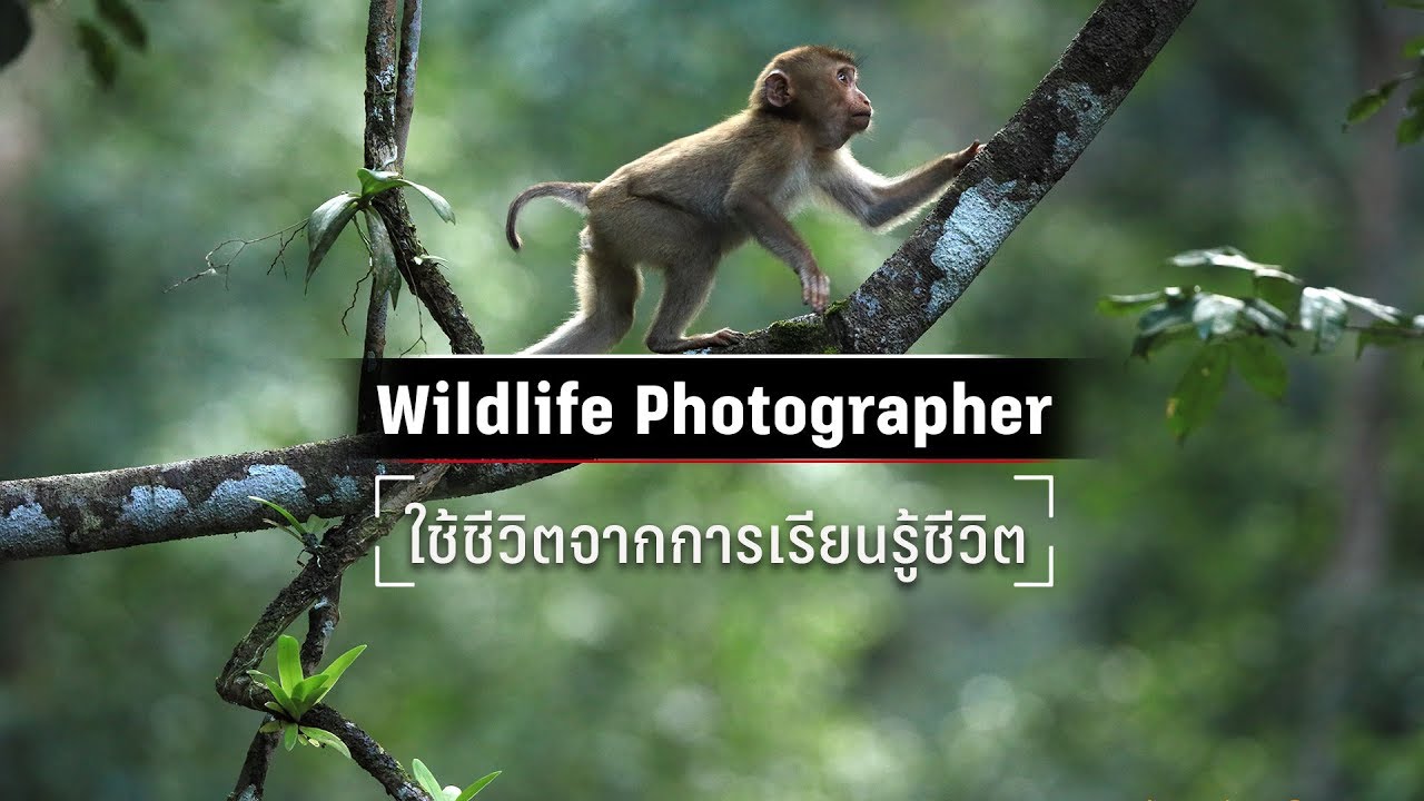 Canon EOS R กับการถ่ายภาพ Wildlife | ก้อง-บารมี เต็มบุญเกียรติ