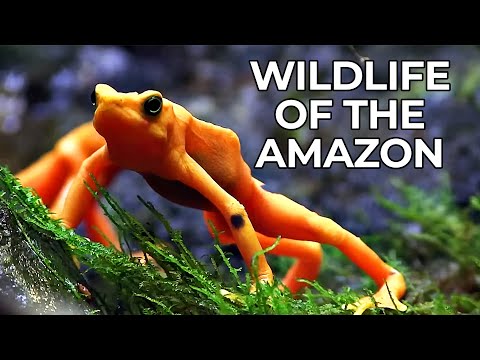 World of the Wild | Episode 1: The Amazon Rainforest | Free Documentary Nature