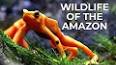 The Hidden Wonders of the Amazon Rainforest ile ilgili video