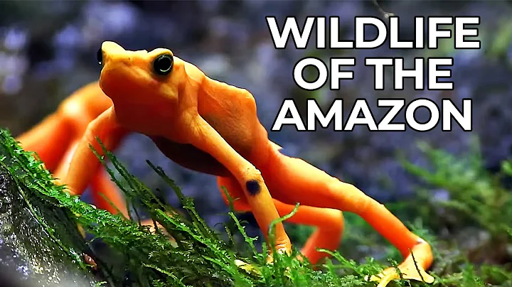 World of the Wild | Episode 1: The Amazon Rainforest | Free Documentary Nature