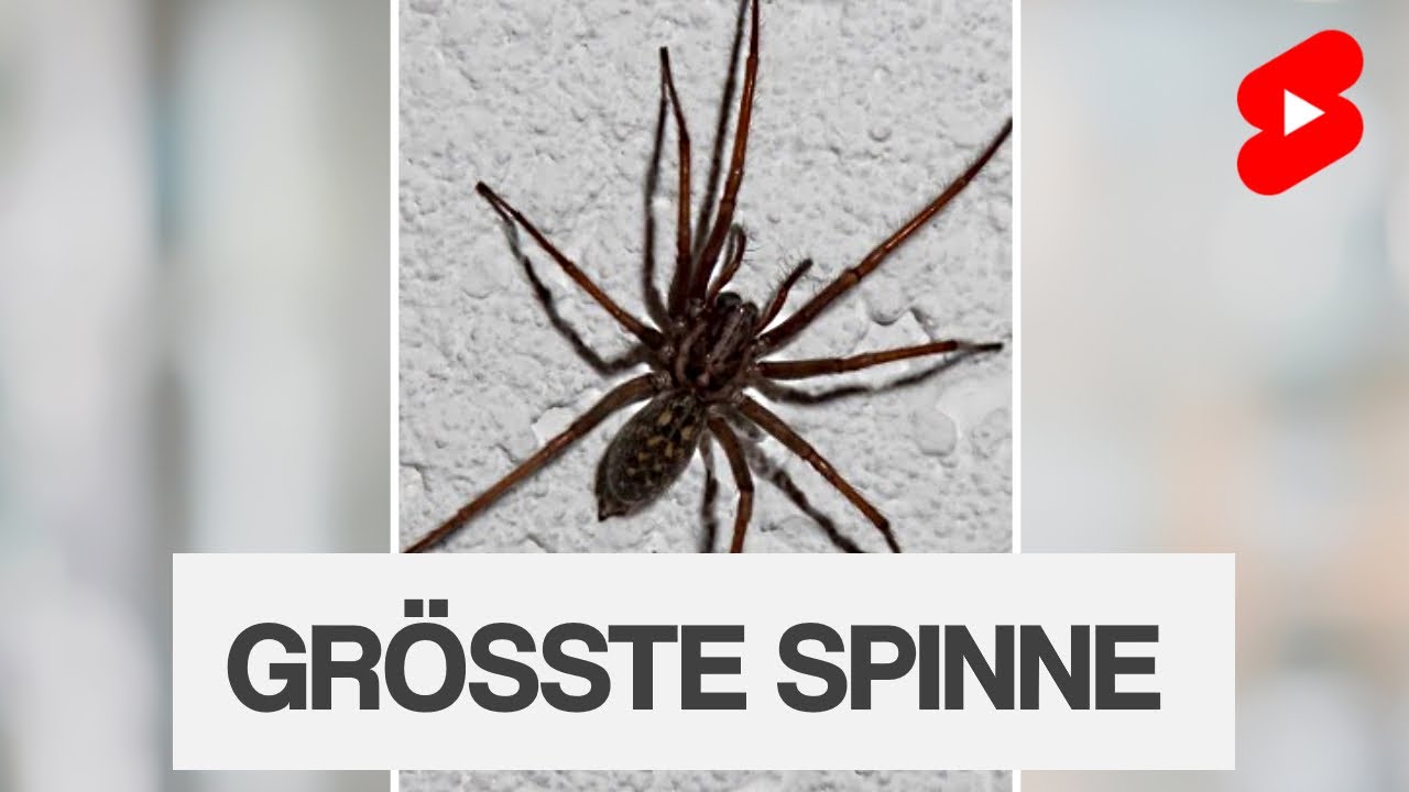 Was Ist Die Größte Spinne Deutschlands www.youtube.com