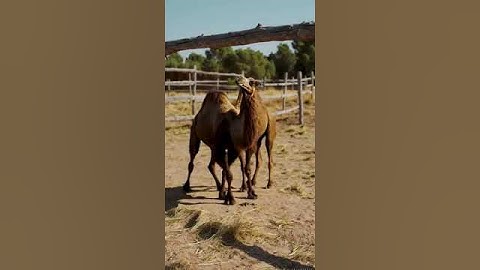 The Science Behind Camel Breeding and Growth 38
