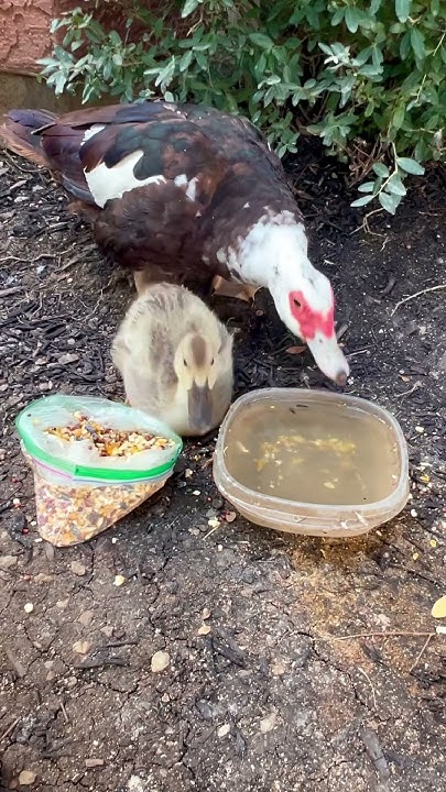 Happy Little Things - Song by Holly Kluge #babyduck #duck #ducks # ...