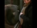 Amazing moment orangutan kisses pregnant womans belly