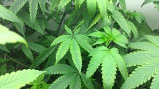 Cannabis Aquaponics Amazing Growth