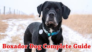 Boxador Dog Breed A To Z Complete Guide || Boxador puppies