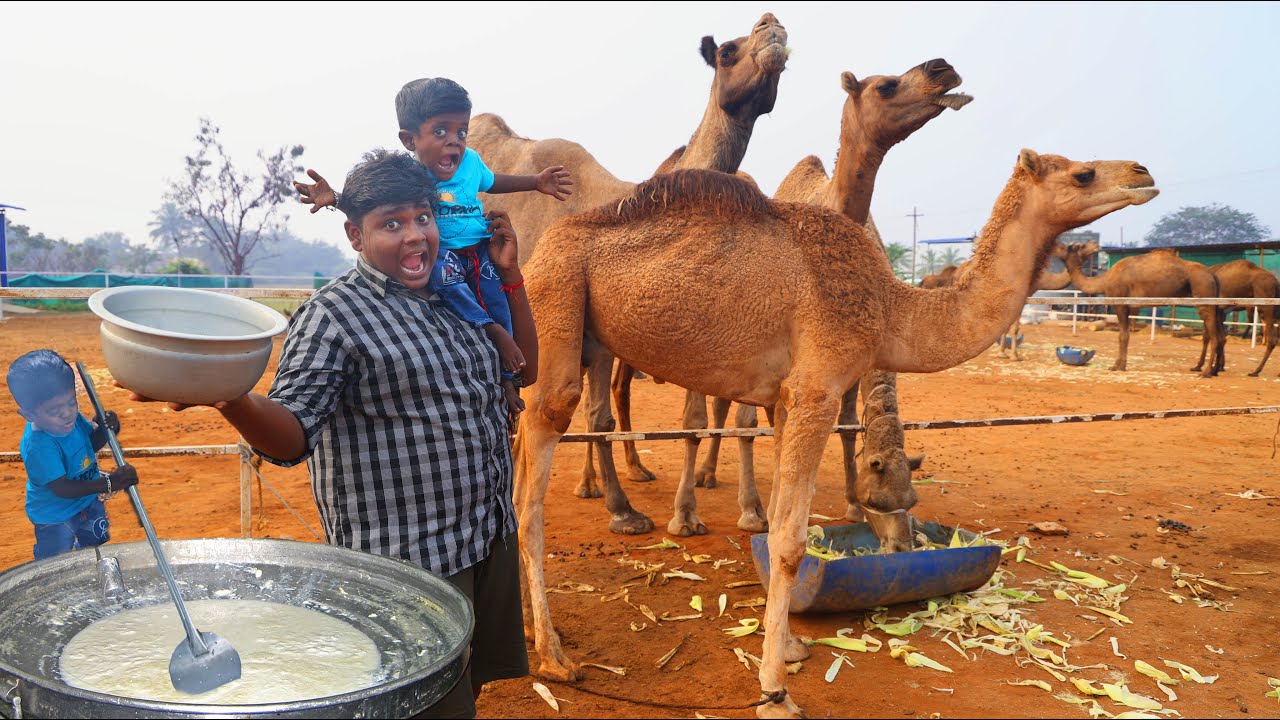 ராஜஸ்தான் ஒட்டக பாலில் பால்கோவா செய்யலாம்|Rajastan Camel Milk Palkova Making|Village Food Safari