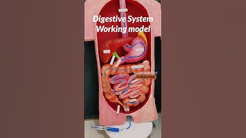 digestive system working model 3d model #biology project #shortsfeed #ytshorts #nakulsahuart