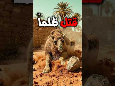 رجل يواجه الموت لكن المفاجأة غي رت كل شيء أمام عمر بن الخطاب