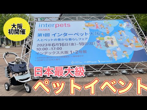 【インターペット大阪2023】シーズー犬と日本最大級のペットイベントに行ってきました!/ Japan's biggest pet event with Shih Tzu.