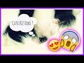 UPDATE | Newborn Kittens !