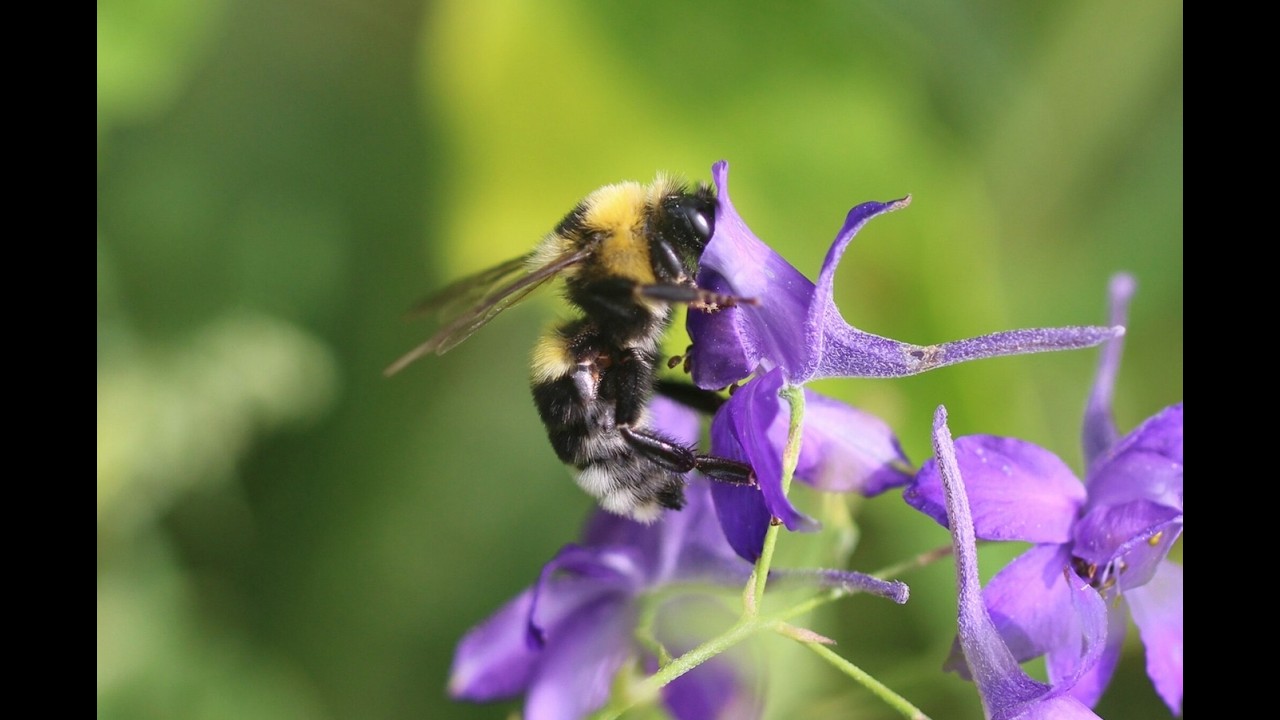 PARALELNÉ ŽIVOTY ČMELIAKOV A PESTRÍC_M. SEMELBAUER (Webinár Daphne - Inštitút aplikovanaj ekológie)