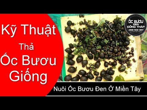Video Kỹ thuật nuôi bươu đen - ốc nhồi trong bể bạt | Tập 2 - youtube
