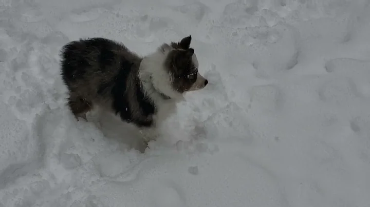 Oakley The Snow Dog