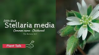 An Edible Plant Weed : Stellaria media or the Common Chickweed