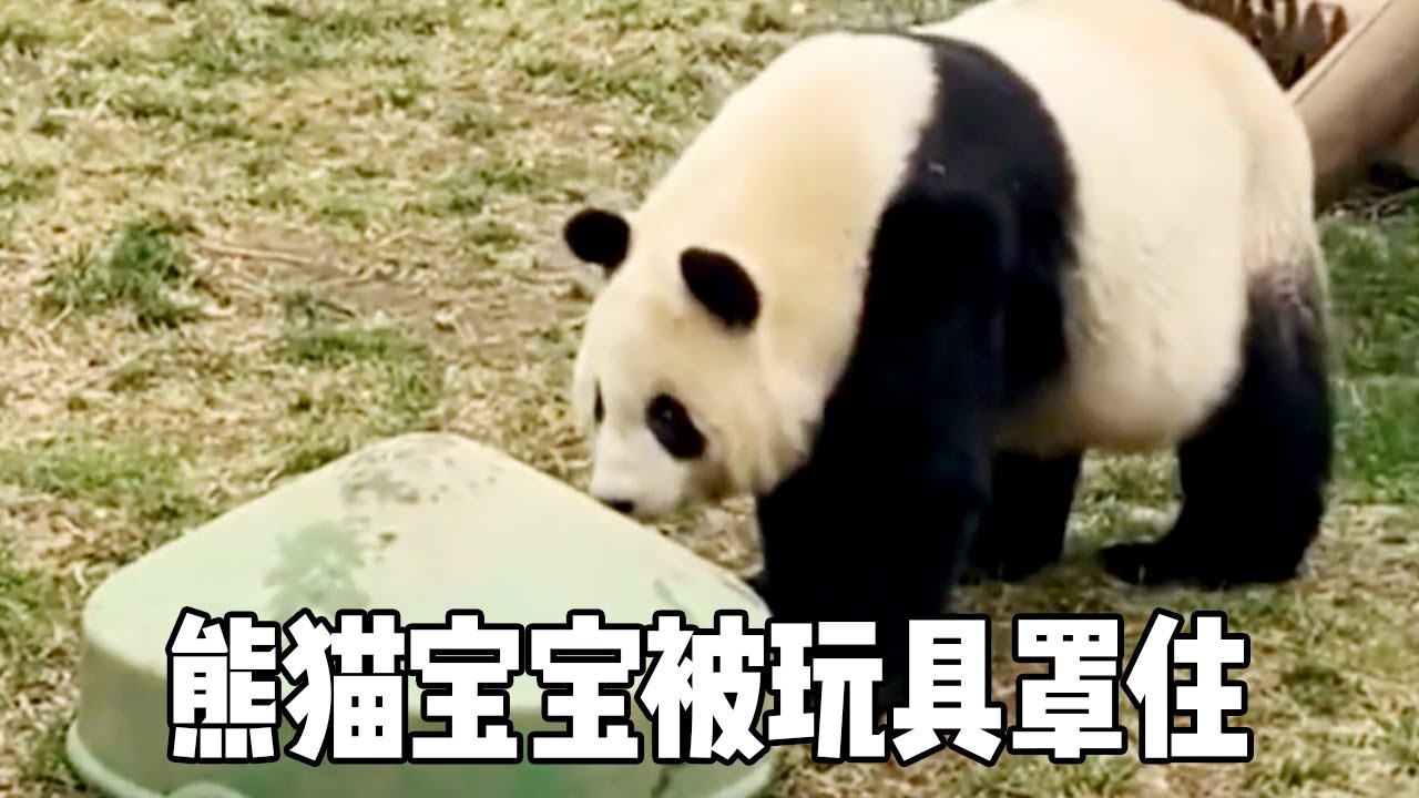 熊猫宝宝被玩具罩住，妈妈到处找不到，实在是太搞笑了【大橙子数据】
