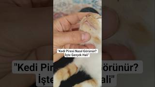 Kedi Piresi Nasıl Görünür? İşte Gerçek Hali