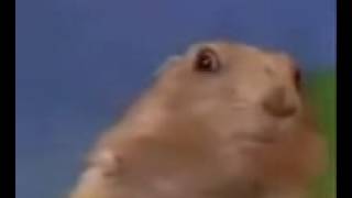 Squirrel Meme Tan Tan Taaaan