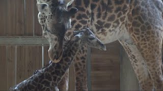 Baby Giraffe Awkwardly Tries to Stand and Walk for the First Time
