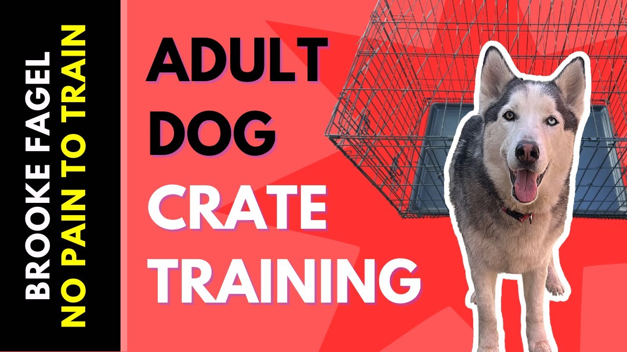 Crate Training Adult Dogs YouTube