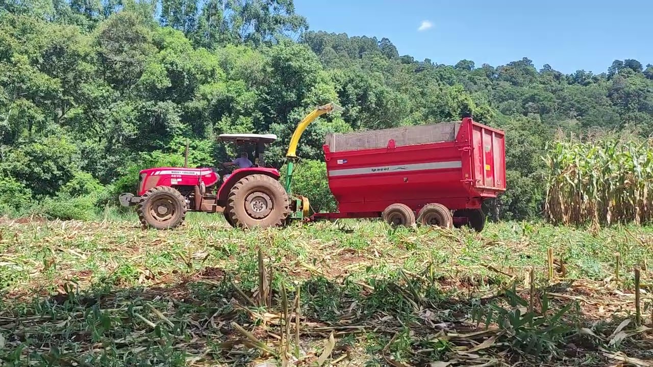 Último vídeo fazendo silagem com trator 