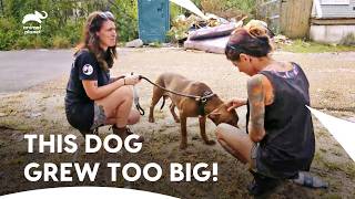 This Family Dog Grew Too Dangerous To Handle | Pit Bulls and Parolees S9 E16 | Animal Planet India