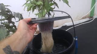 Аквапот Klik как растут помидоры на гидропонике
