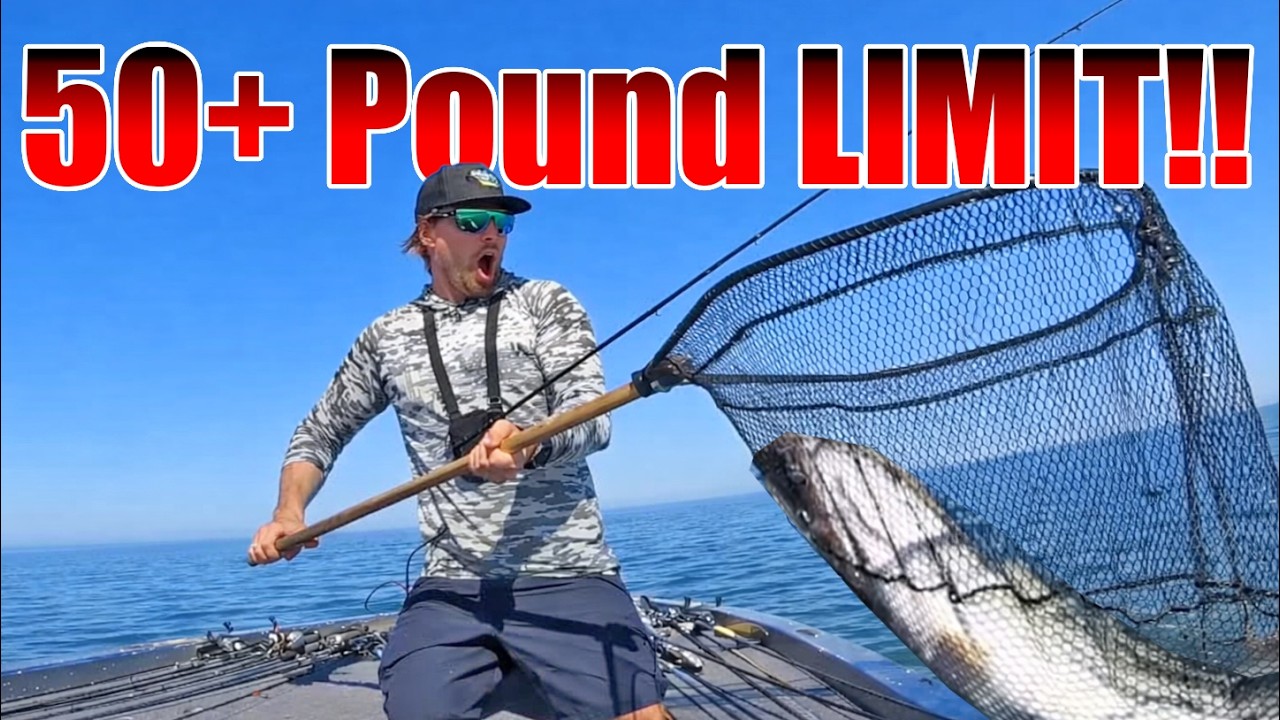 bass big net fishing UNBELIEVABLE 50+ Pound Limit with the BIGGEST BASS of my LIFE?!