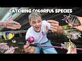 CATCHING COLORFUL REEF FISH HIDDEN in ROCKS!!!