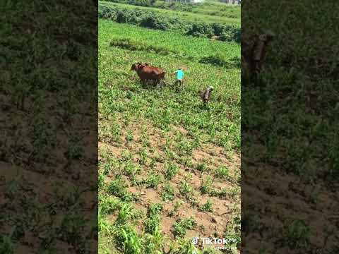 اغاني ايوب طارش مع الزراعه وجمال الطبيعة