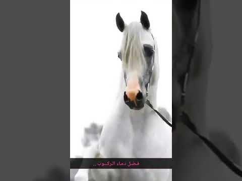 فضل دعاء الركوب الشيخ أ د عبد الرزاق البدر حفظه الله