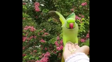سورة الضحى للقارىء هشام الهراز حفظه الله