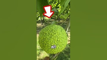 Bí ẩn về trái ác quỷ ngoài đời #shorts
