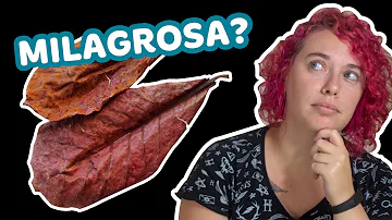 Como usar a folha da Amendoeira no aquário?