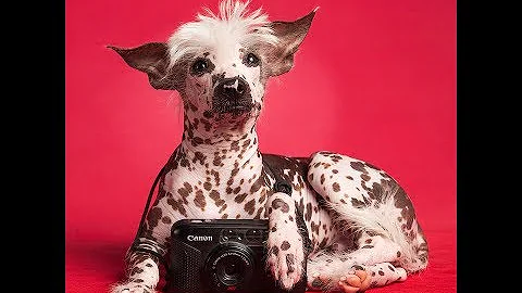 É bom dar azeite para cachorro?