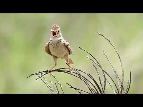 არია ოპერიდან \"ჩიტო გრიტტო\" - Aria from  \"Chito gritto\"