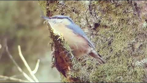 Nuthatch call UK